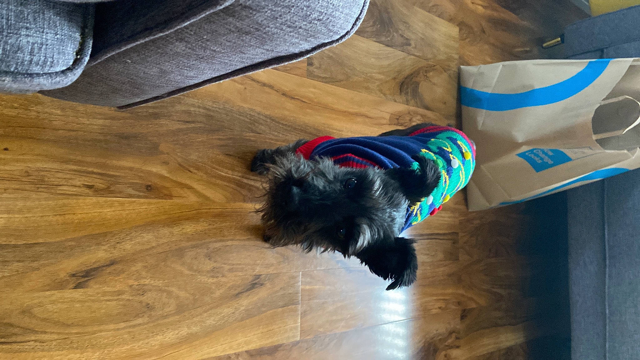 Baby joined the competition — help win amazing prizes! carnivore, collar, companion_dog, dog, dog_breed, dog_collar, dog_supply, electric_blue, floor, flooring, fur, hardwood, laminate_flooring, liver, sporting_group, tail, varnish, wood, wood_flooring, wood_stain