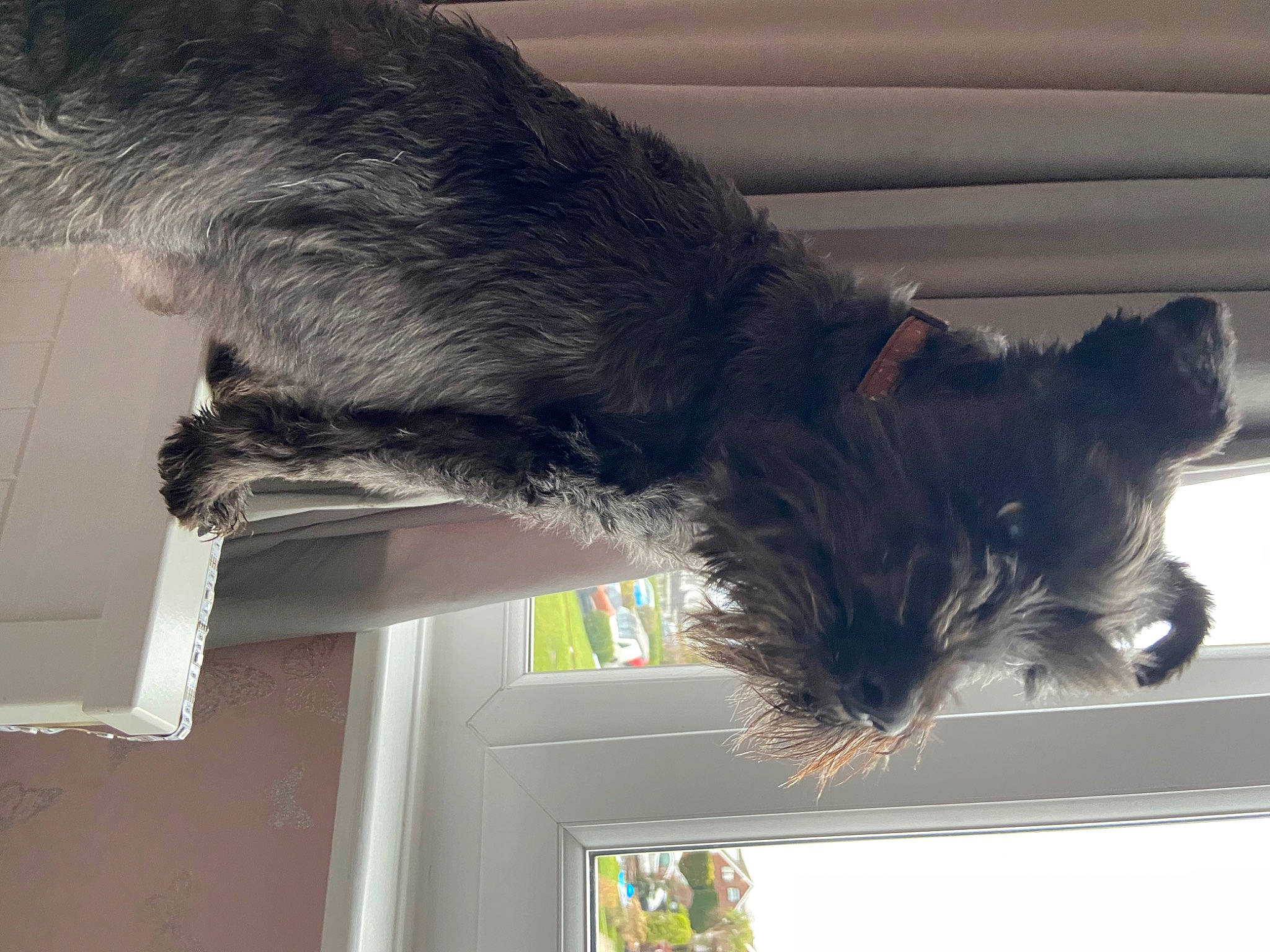 Baby is registered to the contest to win money with this photo: canidae, carnivore, collar, companion_dog, dog, dog_breed, felidae, fur, liver, small_terrier, small_to_medium_sized_cats, snout, sporting_group, tail, terrier, water_dog