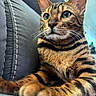 Aya participe au concours pour gagner de l'argent avec cette photo : cat, bengal_cat, pet, animal, feline, portrait, close_up, striped, spotted, orange, brown, green_eyes, whiskers, ears, paws, fur, sitting, lounging, indoor, couch