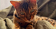 Aya participe au concours pour gagner de l'argent avec cette photo : cat, kitten, tabby, striped_fur, orange_fur, green_eyes, whiskers, ears, animal_face, portrait, close_up, indoor, blanket, bed, cozy, relaxed, lying_down, soft_texture, domestic_animal, pet