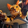 Aya participe au concours pour gagner de l'argent avec cette photo : cat, kitten, orange_cat, black_cat, tabby, feline, pet, animal, whiskers, eyes, paws, claws, fur, close_up, portrait, playful, curious, cat_tree, indoors, sunlight