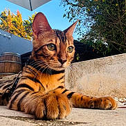 Aya a rejoint le concours — aidez-le/la à gagner de superbes lots ! cat, bengal_cat, feline, pet, animal, portrait, close_up, outdoor, patio, garden, tabby, striped_fur, orange_fur, green_eyes, whiskers, paws, lying_down, relaxed, umbrella, barrel