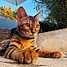 cat, bengal_cat, feline, pet, animal, portrait, close_up, outdoor, patio, garden, tabby, striped_fur, orange_fur, green_eyes, whiskers, paws, lying_down, relaxed, umbrella, barrel