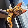 cat, bengal_cat, pet, animal, feline, portrait, close_up, whiskers, green_eyes, pointed_ears, striped_fur, spotted_fur, reaching_paw, paw, sunlight, window, blue_sky, indoor, cat_tree, playful