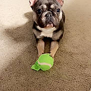 Frankie is registered to the contest to win money with this photo: animal, bed, brown, carpet, cute, dog, ears, face, floor, french_bulldog, home, indoor, looking, paws, pet, playful, small_dog, tennis_ball, toy, white_sheet