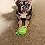 animal, bed, brown, carpet, cute, dog, ears, face, floor, french_bulldog, home, indoor, looking, paws, pet, playful, small_dog, tennis_ball, toy, white_sheet