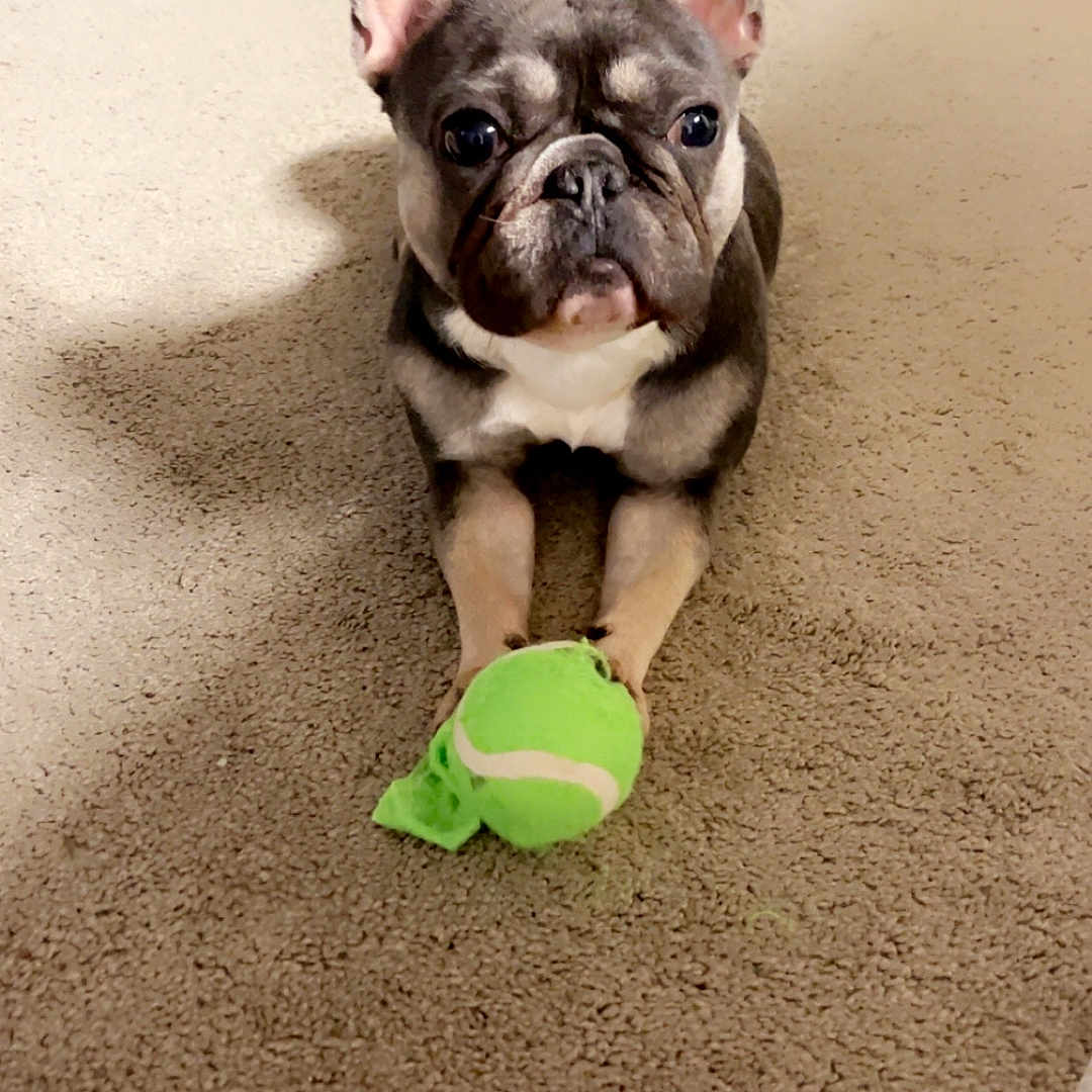 Frankie is registered to the contest to win money with this photo: animal, bed, brown, carpet, cute, dog, ears, face, floor, french_bulldog, home, indoor, looking, paws, pet, playful, small_dog, tennis_ball, toy, white_sheet