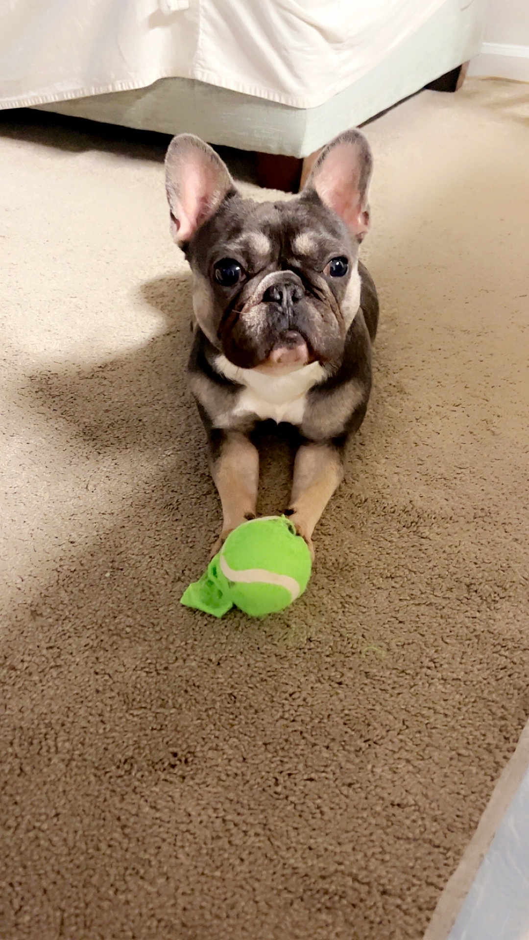 Frankie
