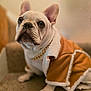 Wu-Tang is registered to the contest to win money with this photo: animal, brown, carpet, clothing, coat, cute, dog, domestic, ears, french_bulldog, fur, house, indoor, looking_up, paw, pet, portrait, sitting, stairs, white