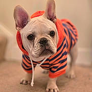 Wu-Tang joined the competition — help win amazing prizes! animal, carpet, clothing, cute, dog, domestic_animal, ears, expression, face, french_bulldog, fur, hoodie, indoor, navy_stripes, orange, pet, portrait, puppy, standing, young