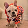 animal, carpet, clothing, cute, dog, domestic_animal, ears, expression, face, french_bulldog, fur, hoodie, indoor, navy_stripes, orange, pet, portrait, puppy, standing, young