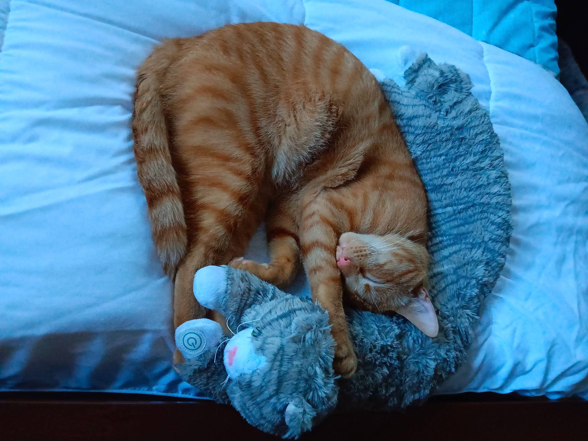 Flash joined the competition — help win amazing prizes! bedtime, carnivore, cat, cat_bed, cat_supply, claw, comfort, domestic_short_haired_cat, fawn, felidae, fur, linens, sitting, small_to_medium_sized_cats, tail, thread, whiskers, wood, wool, wrinkle