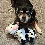 Roxy joined the competition — help win amazing prizes! dog, dog_face, senior_dog, small_dog, black_fur, paws, stuffed_toy, cow_plush, plush_toy, carpet, indoor, looking_up, lying_down, pet, cute, brown_tan_markings, whiskers, nose, eyes, home