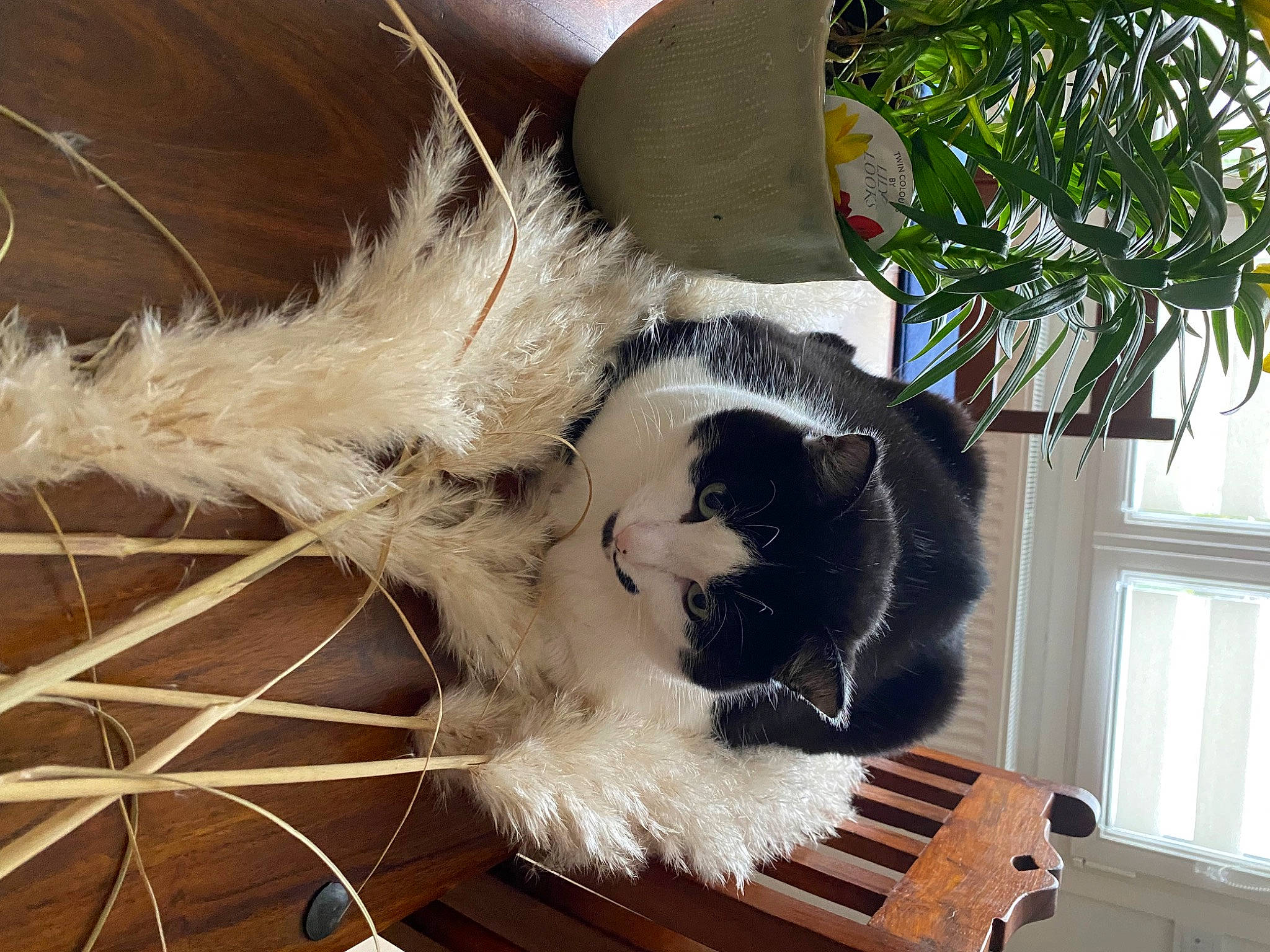 Poki participe au concours pour gagner de l'argent avec cette photo : carnivore, claw, comfort, companion_dog, fashion_accessory, felidae, flowerpot, fur, houseplant, natural_material, paw, plant, small_to_medium_sized_cats, sporting_group, tail, terrestrial_animal, tree, whiskers, wood, working_animal