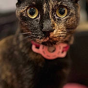 Oddy is registered to the contest to win money with this photo: animal, cat, close_up, collar, curious, cute, domestic_animal, ears, eyes, feline, fur, indoor, looking_at_camera, mammal, pet, pink_collar, portrait, soft_background, tortoiseshell, whiskers