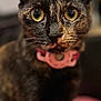 animal, cat, close_up, collar, curious, cute, domestic_animal, ears, eyes, feline, fur, indoor, looking_at_camera, mammal, pet, pink_collar, portrait, soft_background, tortoiseshell, whiskers