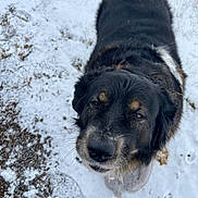 Claire is registered to the contest to win money with this photo: dog, snow, outdoor, animal, pet, black_fur, brown_fur, canine, winter, playful, looking_up, fur, close_up, nature, ground, daylight, muzzle, whiskers, ears, tail