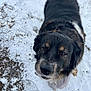 dog, snow, outdoor, animal, pet, black_fur, brown_fur, canine, winter, playful, looking_up, fur, close_up, nature, ground, daylight, muzzle, whiskers, ears, tail