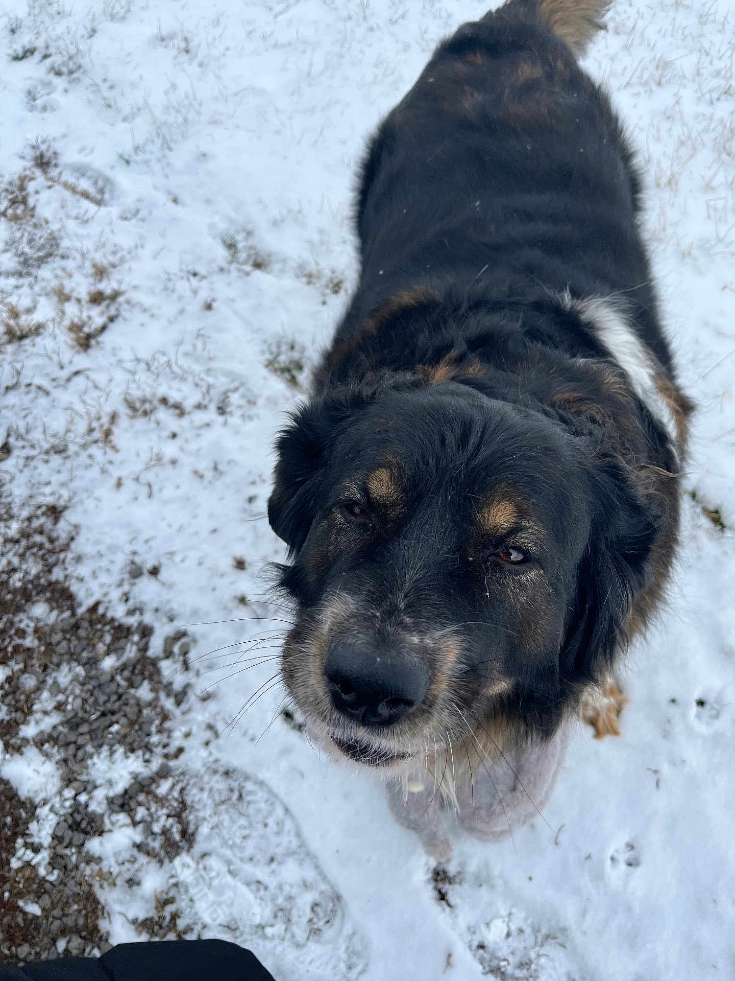Claire is registered to the contest to win money with this photo: dog, snow, outdoor, animal, pet, black_fur, brown_fur, canine, winter, playful, looking_up, fur, close_up, nature, ground, daylight, muzzle, whiskers, ears, tail