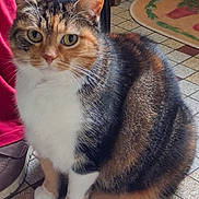 Praline a rejoint le concours — aidez-le/la à gagner de superbes lots ! cat, tabby_cat, tri_color, pet, animal, indoor, floor_tiles, white_paws, white_chest, feline, fur, ears, whiskers, close_up, sitting, person_leg, shoe, red_pants, tile_floor, domestic_cat