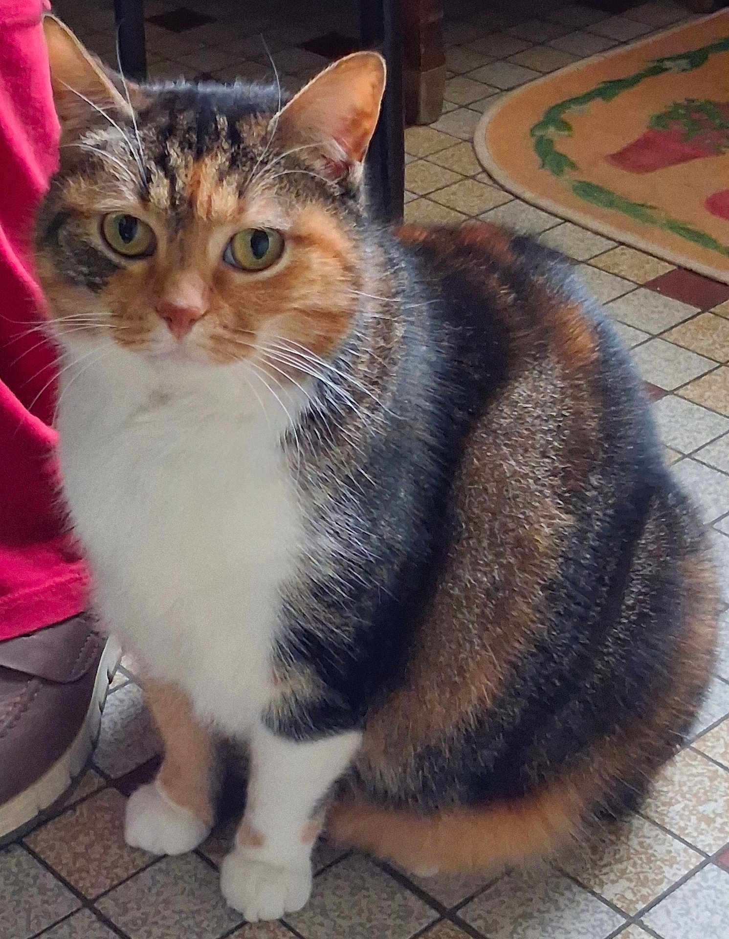 Praline a rejoint le concours — aidez-le/la à gagner de superbes lots ! cat, tabby_cat, tri_color, pet, animal, indoor, floor_tiles, white_paws, white_chest, feline, fur, ears, whiskers, close_up, sitting, person_leg, shoe, red_pants, tile_floor, domestic_cat