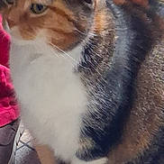 Praline a rejoint le concours — aidez-le/la à gagner de superbes lots ! cat, calico, pet, animal, fur, white, orange, black, sitting, floor, tile, indoor, closeup, whiskers, paw, feline, domestic, house, red_fabric, shoe