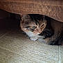 Praline participe au concours pour gagner de l'argent avec cette photo : cat, feline, under_furniture, floor, alert, indoor, tabby, whiskers, animal, pet, curious, hiding, closeup, fur, cute, mammal, young, small, resting, shadow