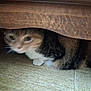 Praline participe au concours pour gagner de l'argent avec cette photo : cat, feline, animal, pet, under_furniture, wood, floor, cautious, curious, indoor, tabby, whiskers, paws, hiding, shy, blurred, closeup, furniture, mammal, domestic