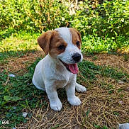 Balto a rejoint le concours — aidez-le/la à gagner de superbes lots ! animal_portrait, brown_patches, camera_watermark, cute, dog, floppy_ears, garden, grass, greenery, jack_russell, nature, outdoor, pine_needles, playful, puppy, sitting, small_dog, sunlight, tongue_out, white_fur
