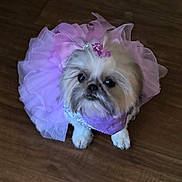 Cookie joined the competition — help win amazing prizes! bow, costume, cute, dog, dress, fashion, fluffy, indoor, lavender, long_hair, pet, portrait, purple, shih_tzu, sitting, small_dog, sparkle, tulle, white_fur, wooden_floor