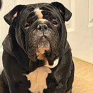 Kobe Garza joined the competition — help win amazing prizes! dog, bulldog, black_and_white, pet, indoor, carpet, door, sitting, portrait, close_up, animal, cute, wrinkled_face, short_hair, stocky, companion, domestic_animal, calm, indoors, friendly