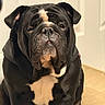 dog, bulldog, black_and_white, pet, indoor, carpet, door, sitting, portrait, close_up, animal, cute, wrinkled_face, short_hair, stocky, companion, domestic_animal, calm, indoors, friendly