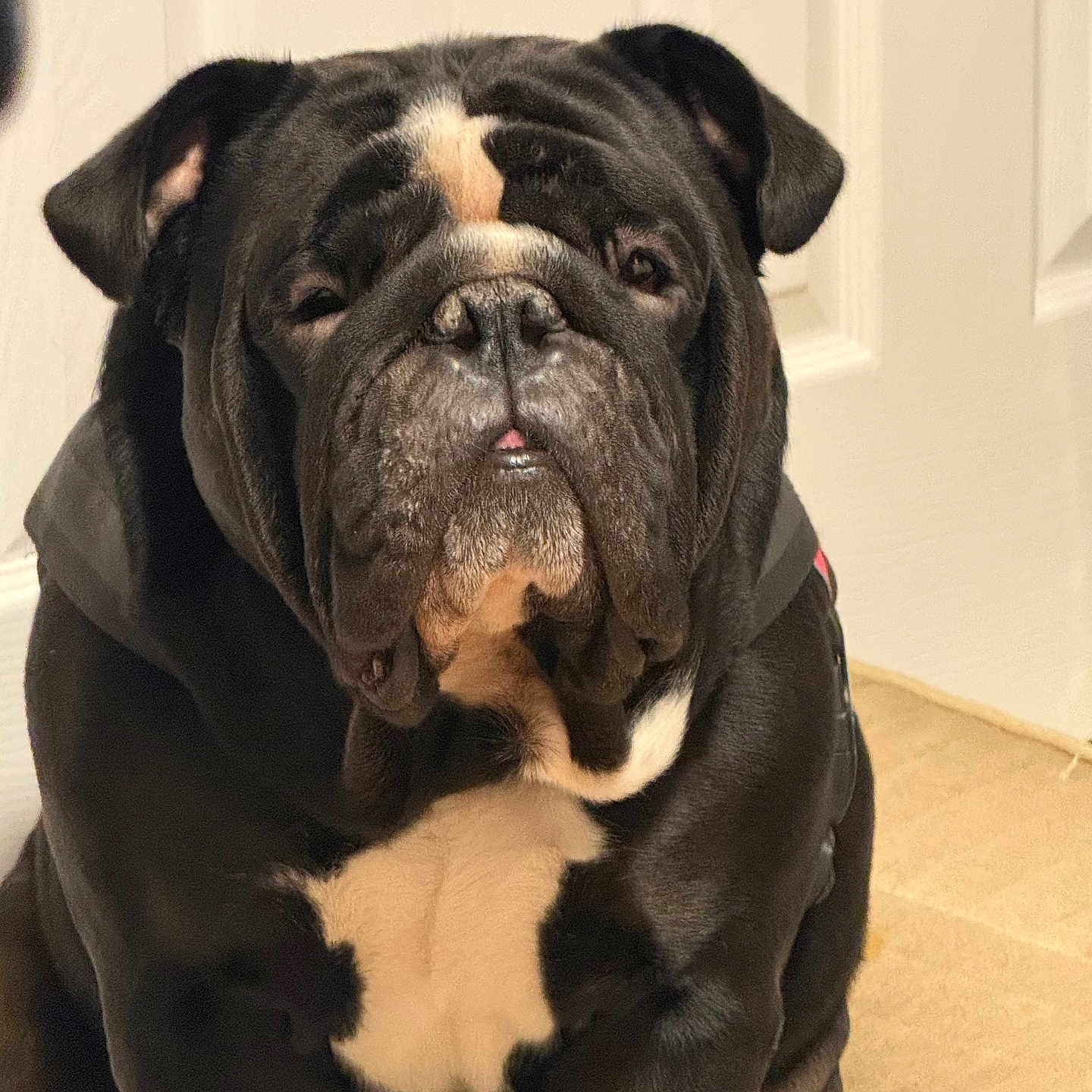 Kobe Garza joined the competition — help win amazing prizes! dog, bulldog, black_and_white, pet, indoor, carpet, door, sitting, portrait, close_up, animal, cute, wrinkled_face, short_hair, stocky, companion, domestic_animal, calm, indoors, friendly