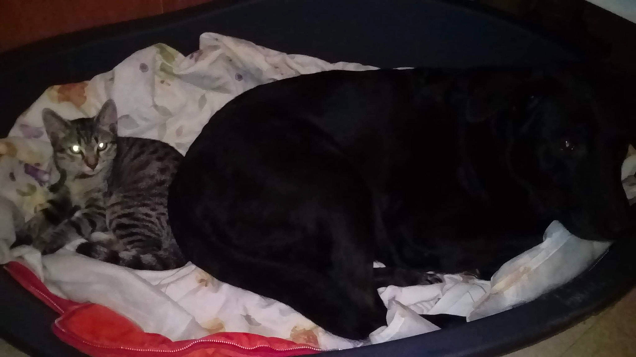 Chanel participe au concours pour gagner de l'argent avec cette photo : american_shorthair, black_cat, carnivore, cat, comfort, domestic_short_haired_cat, european_shorthair, felidae, kitten, mammal, nap, small_to_medium_sized_cats, vertebrate, whiskers