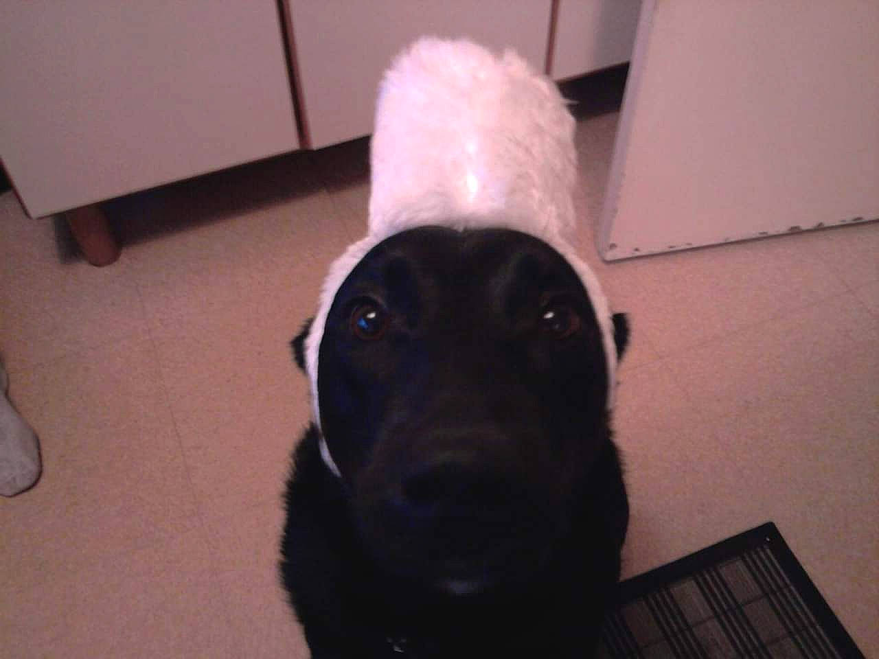 Chanel participe au concours pour gagner de l'argent avec cette photo : canidae, carnivore, companion_dog, dog, dog_breed, ear, fawn, flat_coated_retriever, fur, labrador_retriever, nose, retriever, snout, sporting_group