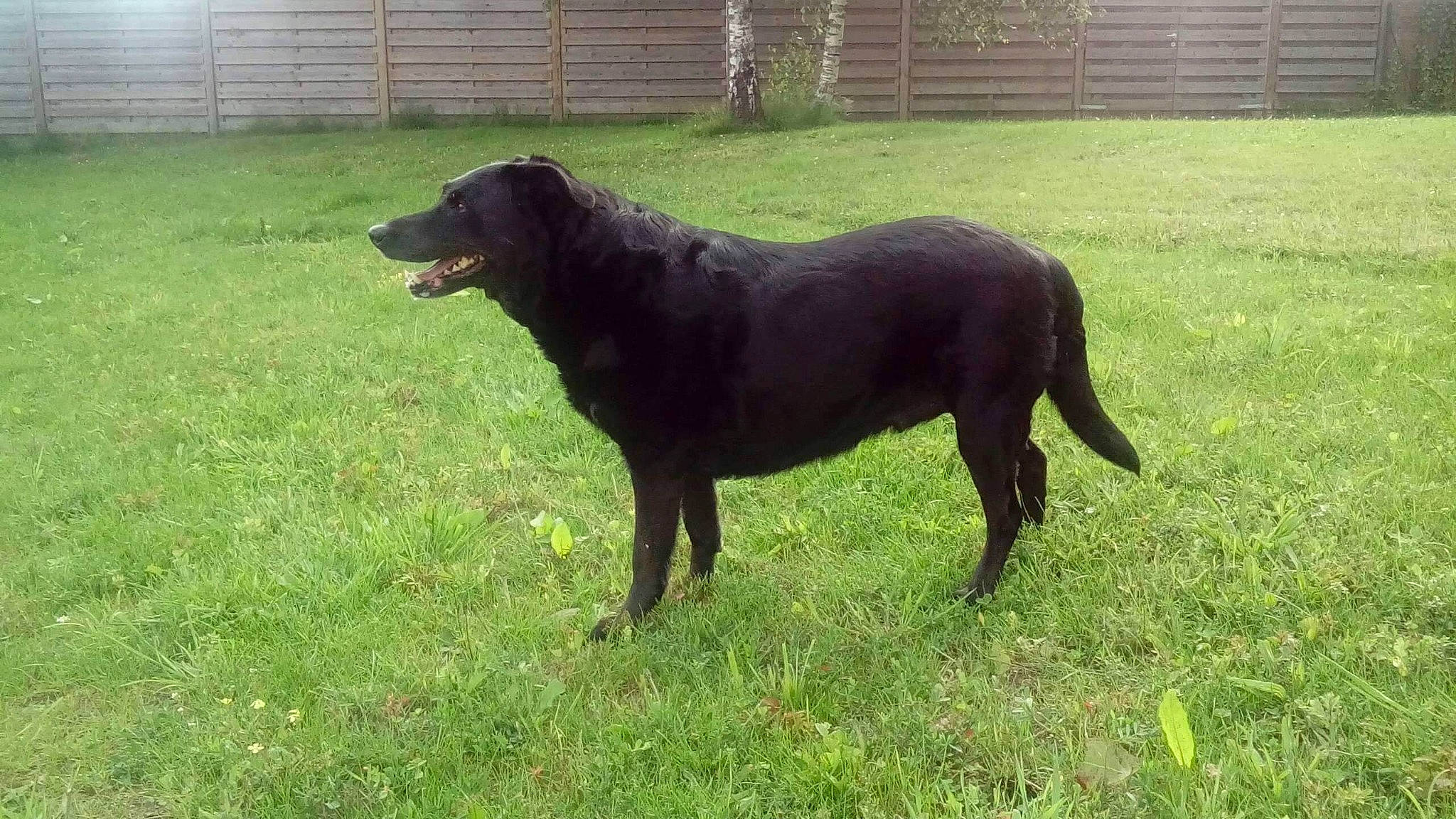 Chanel a rejoint le concours — aidez-le/la à gagner de superbes lots ! borador, canidae, carnivore, dog, dog_breed, flat_coated_retriever, hunting_dog, labrador_retriever, mammal, retriever, sporting_group, vertebrate