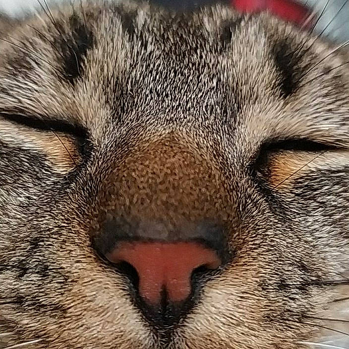 Pumbaa participe au concours pour gagner de l'argent avec cette photo : carnivore, cat, cheetah, close_up, european_shorthair, eye, felidae, fur, head, mammal, nap, nose, sleep, small_to_medium_sized_cats, snout, tabby_cat, vertebrate, whiskers, wild_cat, wildlife