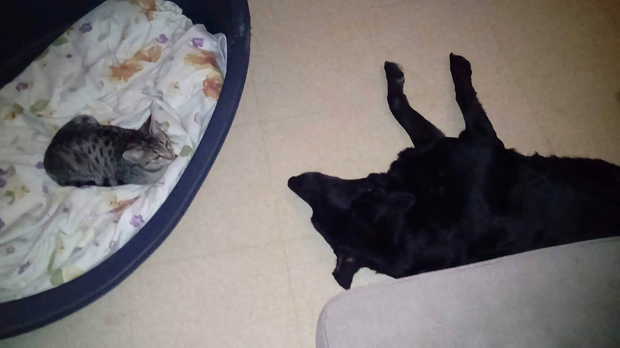 Pumbaa a rejoint le concours — aidez-le/la à gagner de superbes lots ! black_cat, canidae, carnivore, cat, european_shorthair, fawn, felidae, small_to_medium_sized_cats, sporting_group, tail