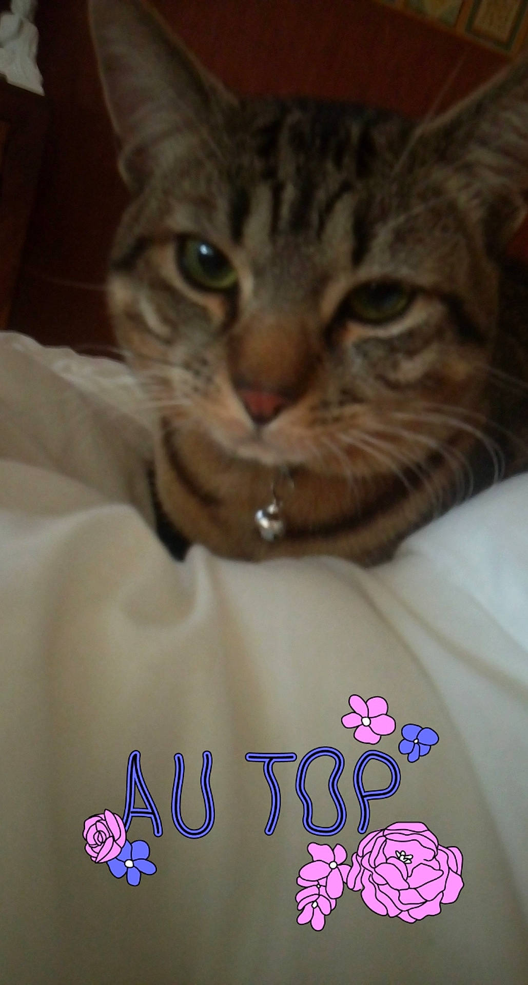 Pumbaa participe au concours pour gagner de l'argent avec cette photo : american_shorthair, asian, bengal, california_spangled, carnivore, cat, domestic_short_haired_cat, european_shorthair, felidae, flower, kitten, ocicat, photo_caption, pixie_bob, small_to_medium_sized_cats, tabby_cat, toyger, whiskers