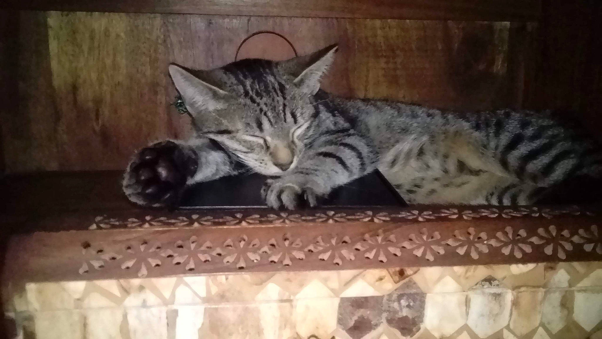 Pumbaa participe au concours pour gagner de l'argent avec cette photo : american_shorthair, asian, bengal, california_spangled, carnivore, cat, domestic_short_haired_cat, dragon_li, egyptian_mau, european_shorthair, felidae, kitten, mammal, ocicat, pixie_bob, small_to_medium_sized_cats, snout, tabby_cat, vertebrate, whiskers