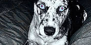 Chaos is registered to the contest to win money with this photo: animal, black_and_white_fur, blue_eyes, close_up, companion, cushion, cute, dog, domestic_animal, fur_pattern, green_ball, indoor, large_ears, looking_at_camera, lying_down, pet, playful, relaxed, soft_lighting, toy