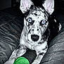 animal, black_and_white_fur, blue_eyes, close_up, companion, cushion, cute, dog, domestic_animal, fur_pattern, green_ball, indoor, large_ears, looking_at_camera, lying_down, pet, playful, relaxed, soft_lighting, toy