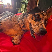 Chaos joined the competition — help win amazing prizes! animal, canine, close_up, companion, cozy, cute, dog, ears, fur, indoor, lying_down, nose, paws, pet, playful, red_blanket, relaxed, resting, spotted, tongue_out