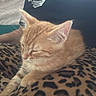 Tigrou a rejoint le concours — aidez-le/la à gagner de superbes lots ! cat, kitten, orange_tabby, sleeping, resting, leopard_print, blanket, lap, cozy, indoor, feline, pet, animal, whiskers, ears, fur, relaxed, soft_light, human_hand, casual