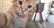 Tigrou a rejoint le concours — aidez-le/la à gagner de superbes lots ! kitten, cat, orange_tabby, pet, indoor, curious, close_up, feline, whiskers, paw, fur, domestic_cat, animal, cute, young_animal, mammal, living_room, blurry_background, household, playful