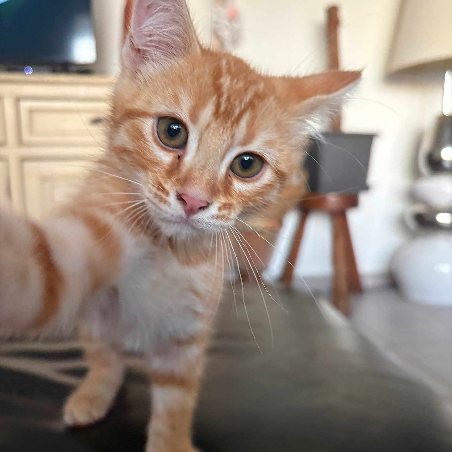 Tigrou a rejoint le concours — aidez-le/la à gagner de superbes lots ! kitten, cat, orange_tabby, pet, indoor, curious, close_up, feline, whiskers, paw, fur, domestic_cat, animal, cute, young_animal, mammal, living_room, blurry_background, household, playful