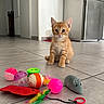 kitten, cat, orange_tabby, toy_mouse, cat_toys, colorful_balls, feathers, tiled_floor, kitchen, refrigerator, door, wall_socket, indoor, pet, small_animal, curious, playful, young_cat, domestic_cat, floor