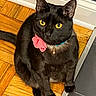 black_cat, cat, pet, indoor, floor, wooden_floor, tile_floor, collar, bell, flower, yellow_eyes, looking_up, feline, animal, cute, domestic_cat, ears, whiskers, sitting, curious