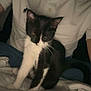 Kayla participe au concours pour gagner de l'argent avec cette photo : adult, animal, cat, clothing, computer, electronics, face, head, kitten, male, man, manx, pants, pc, person, pet, photography, portrait, screen, text
