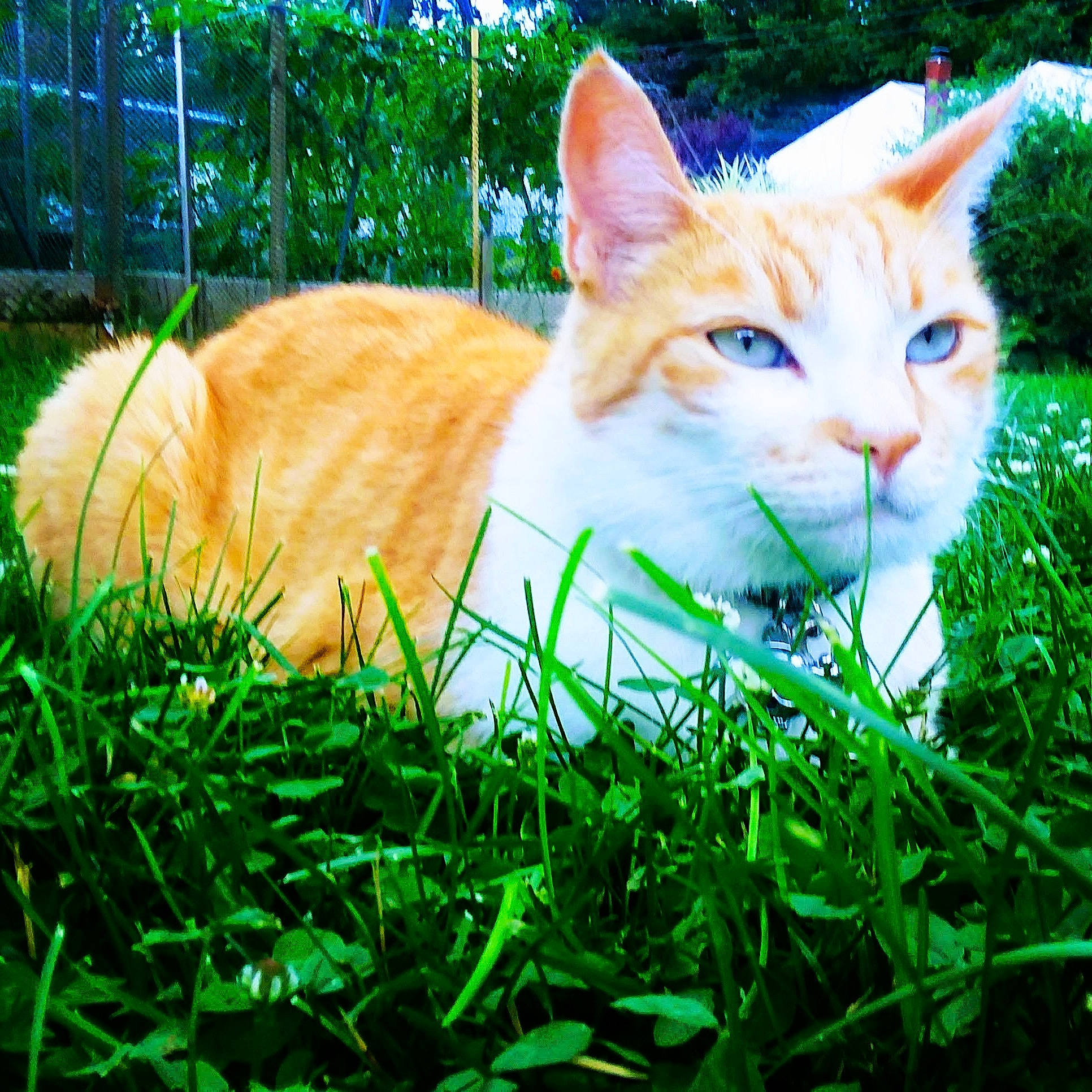 Conan is registered to the contest to win money with this photo: blue, carnivore, cat, fawn, felidae, fur, grass, grass_family, groundcover, lawn, light, natural_landscape, people_in_nature, plant, shrub, small_to_medium_sized_cats, snout, tail, tree, whiskers